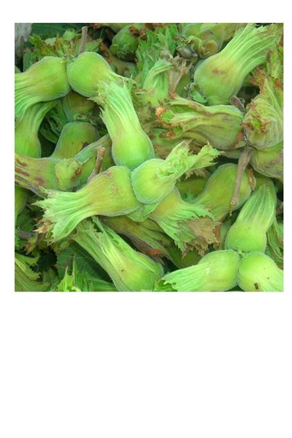 Taze Fındık (YEŞİL FINDIK) - 1 Kg. (MEVSİM ITİBARİ ILE HAFİF OLGUNLAŞTI)