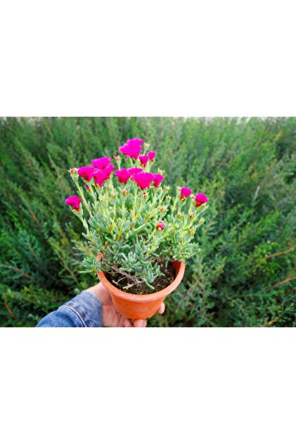 Tunç Botanik İZMİR GÜZELİ - PEMBE ÇİÇEKLİ ve ÇOK YILLIK BİTKİ