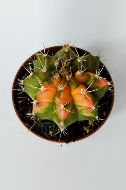 Gymnocalycium Mihanovichii Variegata köklü çok renkli küçük boy koleksiyon kaktüs 5.5 cm kahverengi