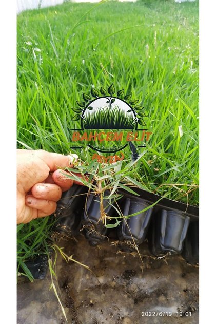Zoysia Japonica Çim Fidesi 31.5 M2 Için 504 Adet Fide (6 viol)