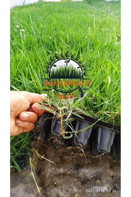 FİDE Zoysia Japonica Çim Fidesi 26.5 M2 Için 420 Adet (5 viol) 84