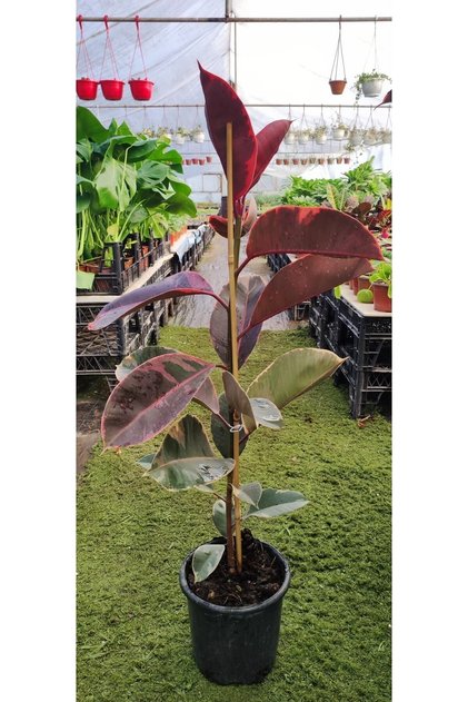 Ficus Elastica Belize - Pembe Alacalı Kauçuk Çiçeği - Ev Ofis Salon Iç Mekan Bitkisi 100 - 110 Cm