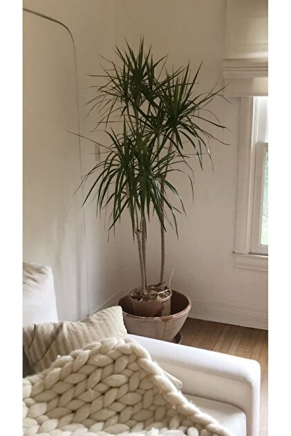 Genel Markalar Dracaena Marginata Byk Boy - Madagaskar Dragon Aac   Gvdeli Canl Salon Bitkisi 130 - 150 Cm - Fiyat, Yorumlar