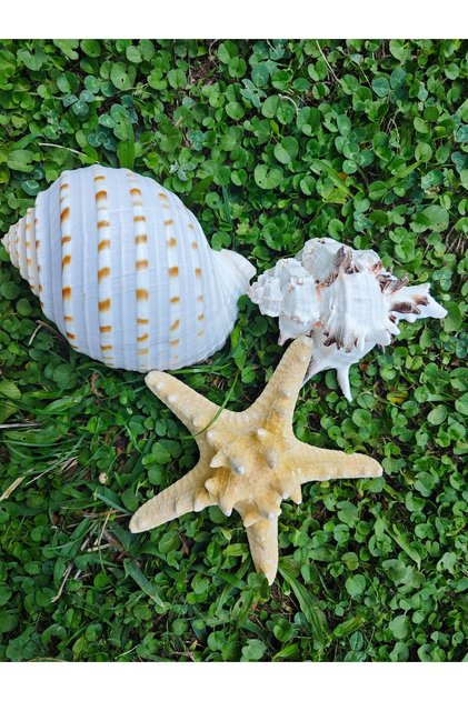 NATURE GERÇEK DENİZ KABUĞU SETİ