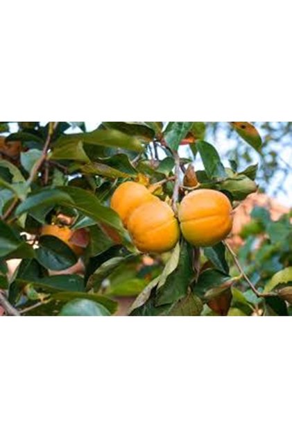 Hatay Çikolata Cennet Hurması ( 2 Kg)