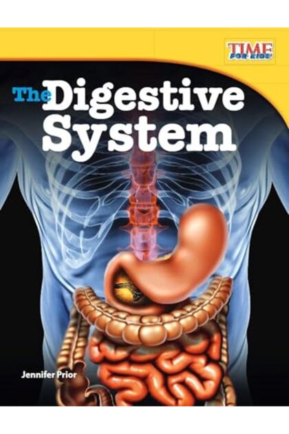 The Digestive System