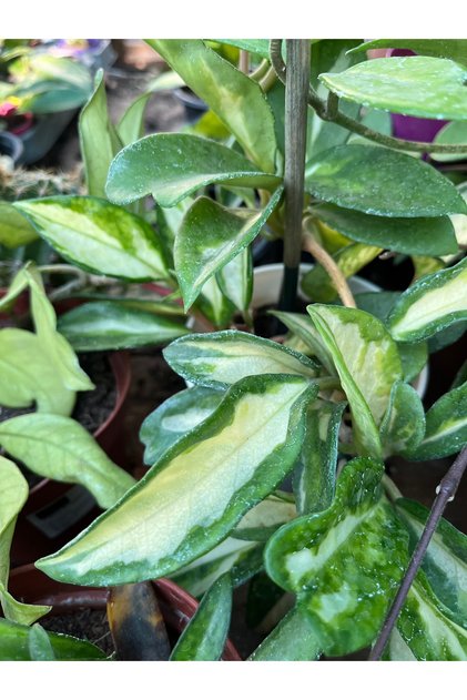 Hoya carnosa tricolor mum çiçeği
