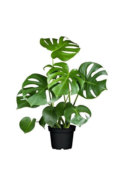 Mimoza Bitki Market Monstera Deliciosa Deve Tabanı Salon Ofis