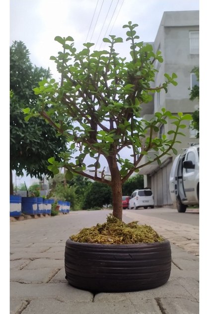 Bonsai Para Ağacı - Para Çiçeği - Bereket Ağacı Dekoratif Çiçek Üretim Saksılı