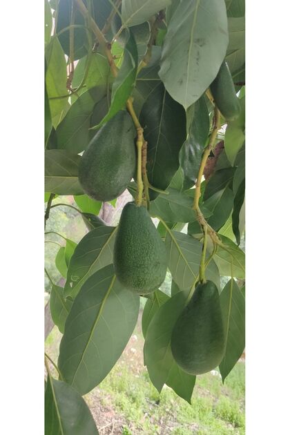 Avokado Küçük Boy 1 Kg