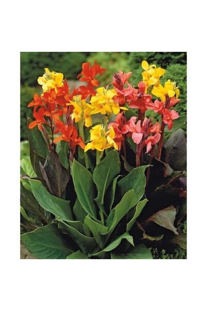 Kana Çiçeği – Tesbih Çiçeği (Canna İndica)