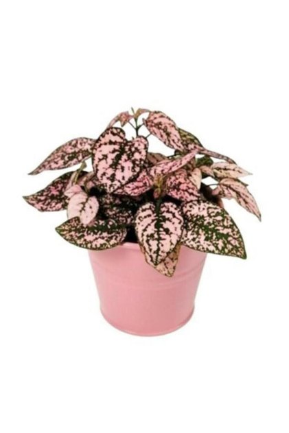 Saksıda Pembe Hypoestes Bitkis Hostes Fittonia Çiçeği 10-20 cm
