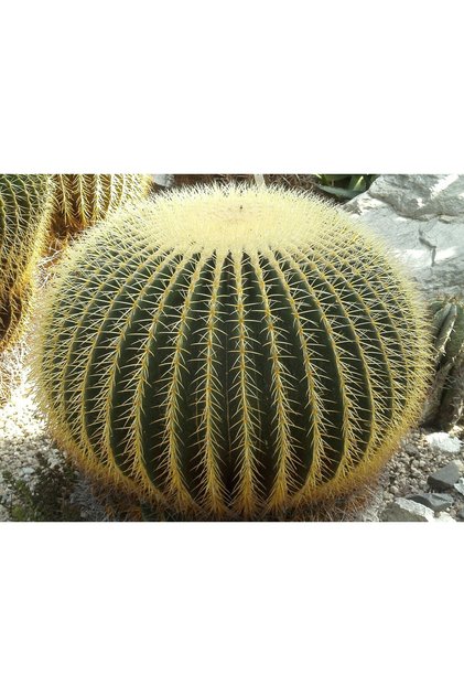 Altın Fıçı Kaktüsü – Echinocactus Grusonii 20-30 cm