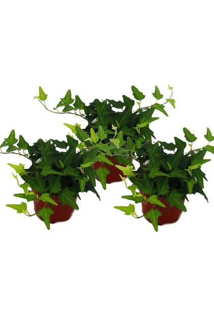 Mini Hedera Salon Sarmaşığı- (Hedera Helix Green) 3 Adet Saksıda