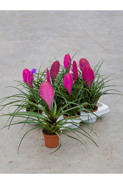 Tunç Botanik Hava Bitkisi (Tillandsia) Airplant 3 Adet - Fiyatı