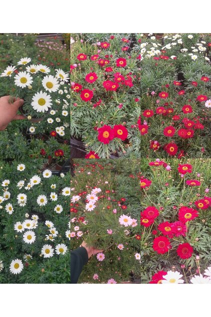 KRALİÇE PAPATYASI 3 ADET - KARIŞIK RENK ve SAKSILI