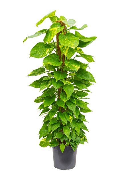 Pathos – Salon Sarmaşığı (Bitki Destek Çubuklu) 60-80 cm