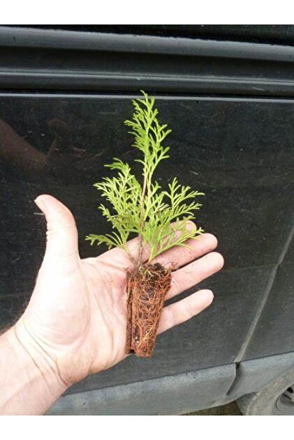 serada decor & plant Yeşil Yapraklı 10 ADET Leylandi Çam Ağacı