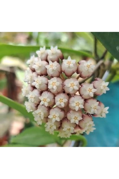 Hoya Rigidifolia Mum Çiçeği