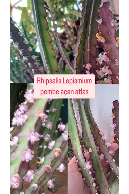 Rhipsalis Lepismium Pembe Açan Atlas Kölsüz Dal