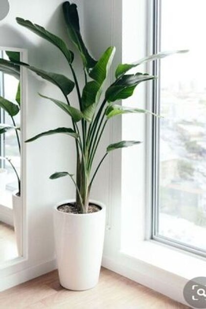 Strelitzia Starliçe 90-120 cm Boyunda Tek Gövdeli Salon Bitkisi İç Mekan Bitkisi