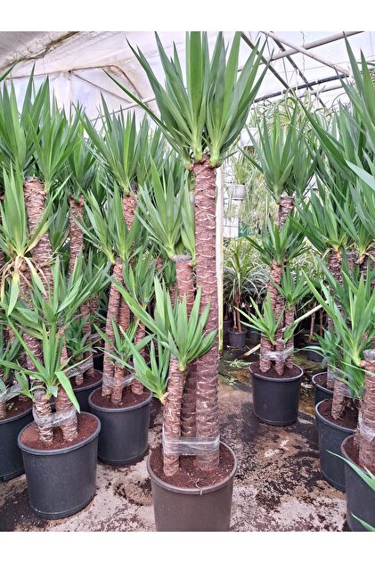 Genel Markalar 4 Yaş 4'lü Yucca Çiçeği Yuka Bitkisi 150-180 Cm