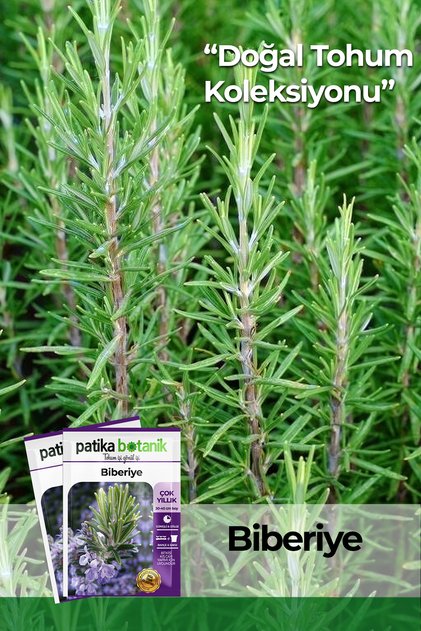 50 Adet Biberiye Tohumu (Rosmarinus Officinalis L.)