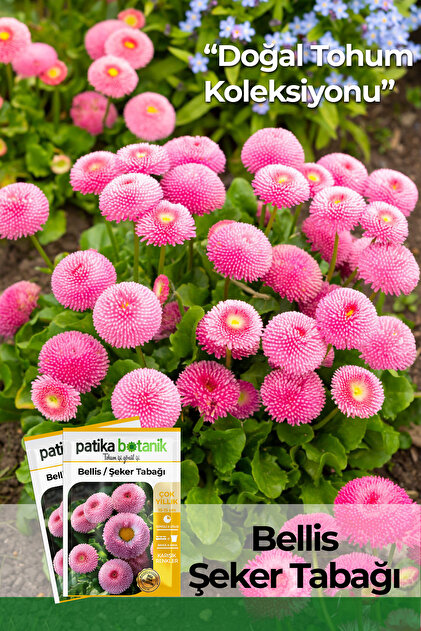20 Adet Bellis - Şeker Tabağı Çiçek Tohumu (Bellis Perennis)