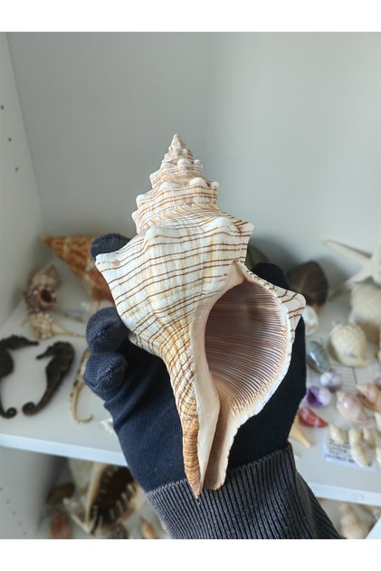 Pleuroploca Trapezium Deniz Kabuğu - 16-19 cm Dekoratif Biblo ve Akvaryum Aksesuarı