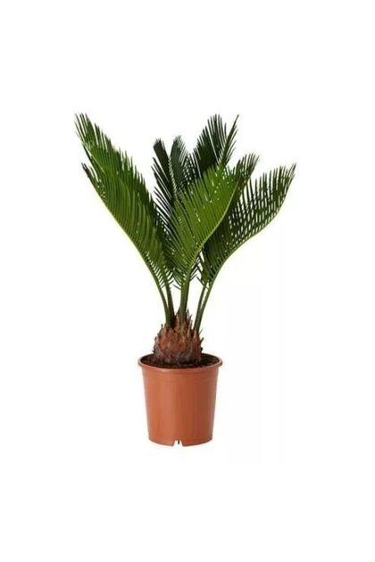 Sikas Japon Sago Palmiyesi 60-70 Cm