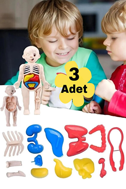 Hyd 3 Adet Oyuncak Vücut Anatomisi Organ Bulmaca Okul Laboratuvar