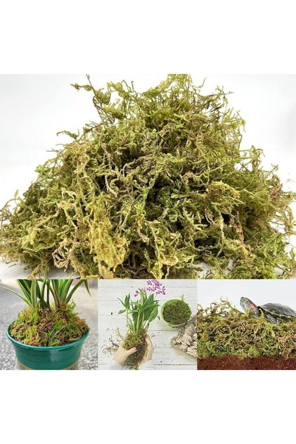 Sphagnum Peat Moss 5lt. Orkide Toprağı (SPAGNUM YOSUNU) canlı 1.Kalite yeşil