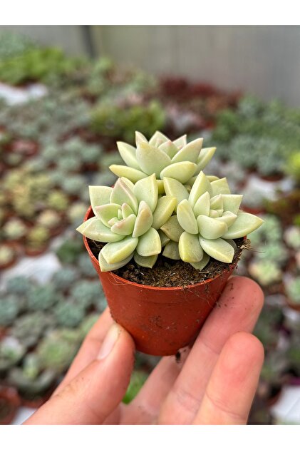 SukuLand Graptopetalum Bernalense Koleksiyonluk Özel Tür Sukulent