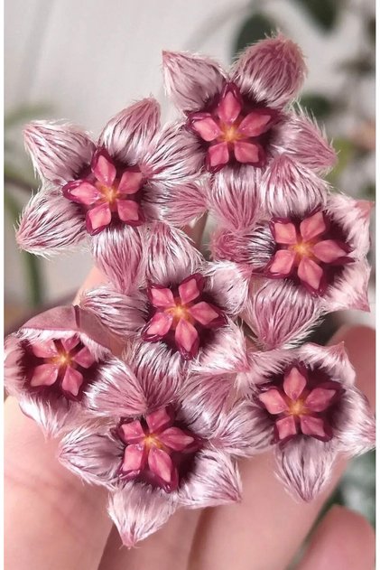Hoya Sulawesiana Mum Çiçeği