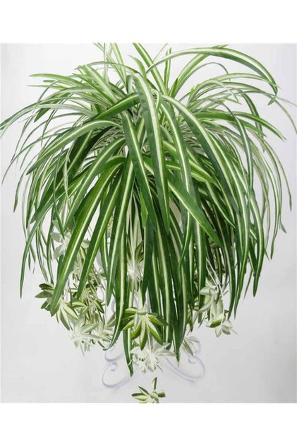 Videolu 1 Adet Kurdela Çiçeği Fidanı 40-60cm Saksılı (RİBBON FLOWER SEEDLİNG)