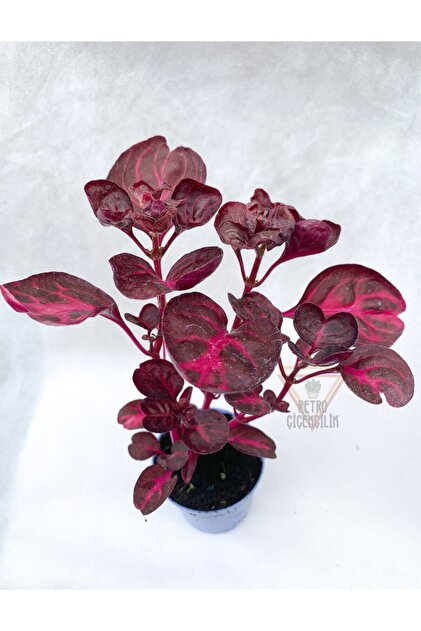 Dolgun Çingene Şalvarı Bitkisi Iresine Herbstii 5.5 Cm Tüplü