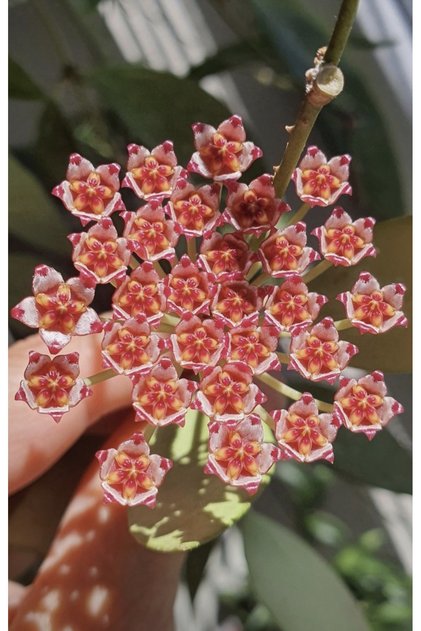 Hoya Memoria Gracilis Mum Çiçeği