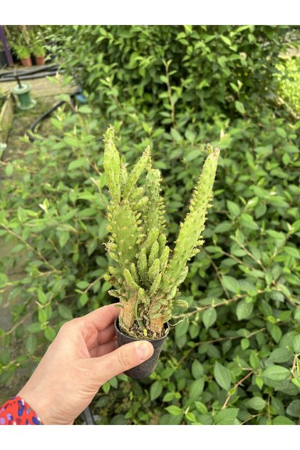 Thebestonline Opuntia Monacantha, Meksika Kaktüsü, Ağaç Kaktüs, 5,5 cm Saksıda