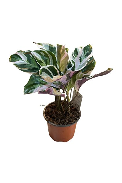 dracena düngen Dracaena marginata (Drachenbaum) (M) kaufen main image 0