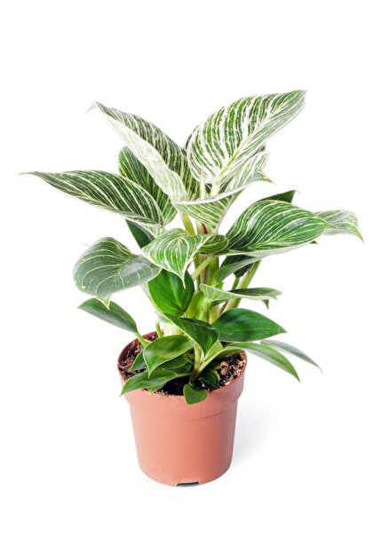 Cemre Garden Philodendron White Measure 'birkin' - Beyaz Philodendron - Ev  Ofis Salon I Mekan Bitkisi - 30 Cm - Fiyat, Yorumlar
