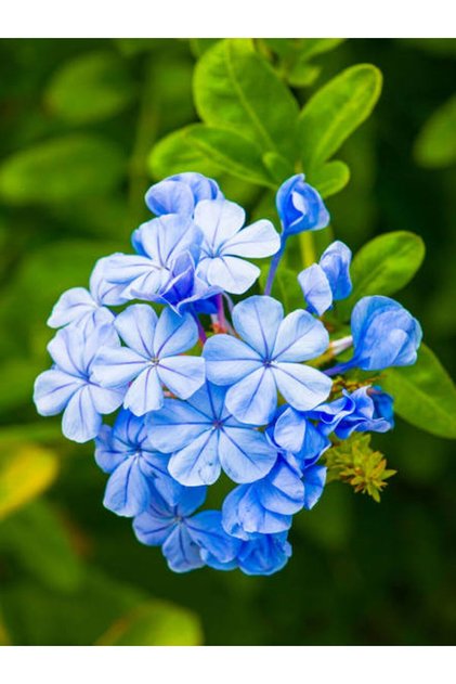 Videolu Kokulu Mavi Yasemin Fidesi 1 Adet Saksılı/tüplü 40-60cm (PLUMBAGO BLUE JASMİNE)