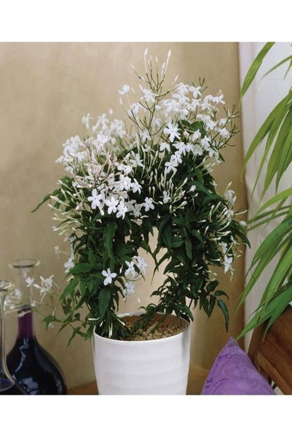 Videolu Çin Yasemini Kokulu Beyaz Renkli (20 60CM) 1 Adet Saksılı Fidan Jasminum Polyanthum Jasmine