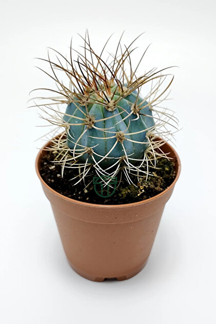 Toptan Kakts Mavi melo kakts Melocactus Azureus Trk apkas kakts -  Fiyat, Yorumlar