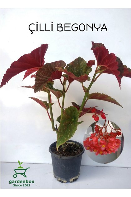 Özel Tür Kırmızı Çiçekli Çilli Begonya Çiçeği 1 ADET Saksılı 20-40cm Salon Balkon Çiçeği