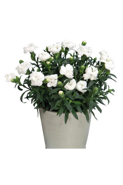 Karanfil Fidesi White 1 Adet ( Dianthus )