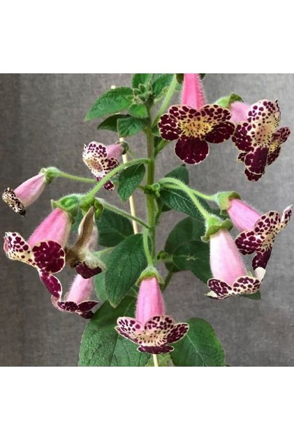 Özel Tür Vanilla Kohleria Japon Küpelisi Çiçeği Fidesi (Mini Pot)