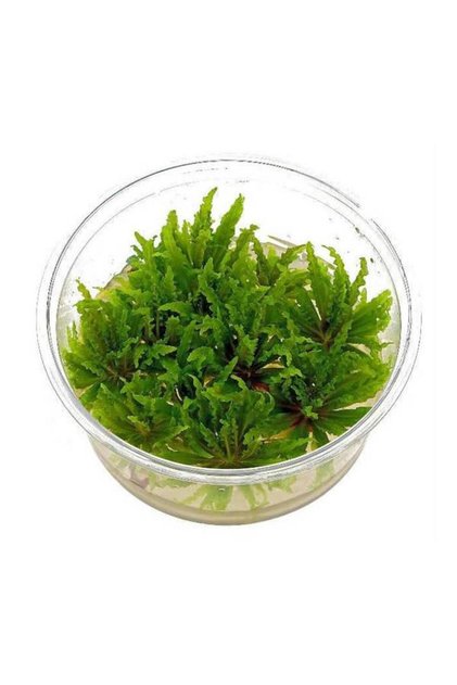 Pogostemon Helferi In Vitro Cup Canlı Bitki