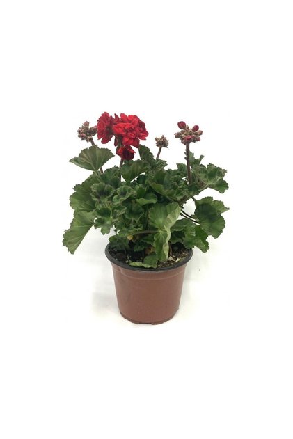 Scarlet Kırmızı Sardunya Çiçeği Fidesi 10-20 cm