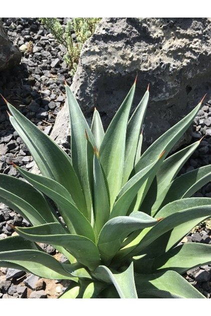 Amerikan Sabır Ağacı Agave desmettiana Saksıda