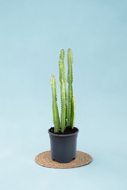 Ethos Plant Yeil St Aac Kakts - Euphorbia Trigona Canl Ev Bitkisi  Ofis Bitkisi Salon Bitkisi  Mekan - Fiyat, Yorumlar